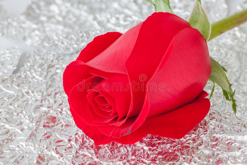 Счастливый день Valentine’s, красная роза крупного плана красивая одиночная на sh стоковая фотография rf