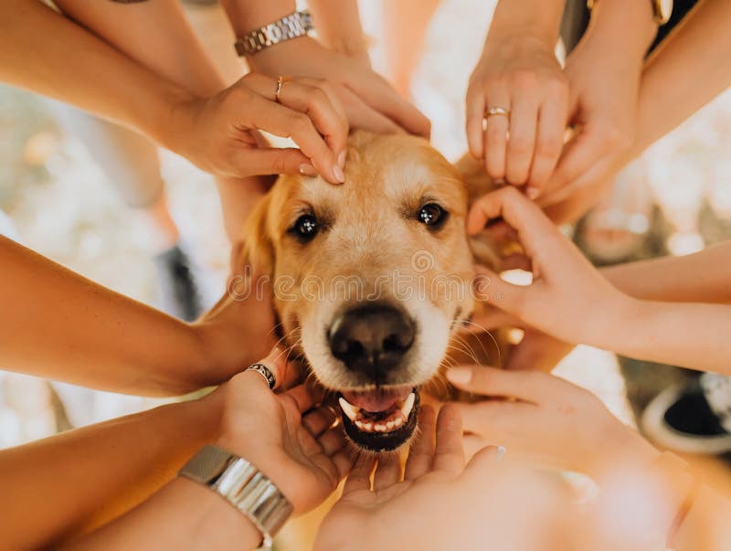 счастливая собака золотого Retriever с рукой manr на его Парк в предпосылке стоковое изображение счастливая собака золотого Retriever с рукой manr на его Парк в предпосылке стоковое изображение