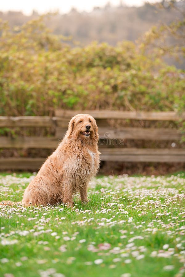 Счастливая собака лежа вниз на траве Белое labradoodle отдыхая на зеленой траве Милая собака ослабляя на саде задворк Белая собак стоковые фотографии rf