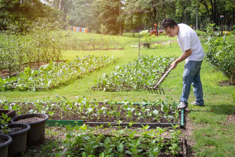 Happy asian man working with rake tool in organic garden,middle aged people grow vegetables in summer,gardening in outdoor,male gardeners cares vegetables,agriculture concept. Happy asian man working with rake tool in organic garden,middle aged people grow vegetables in summer,gardening in outdoor,male gardeners cares vegetables,agriculture concept