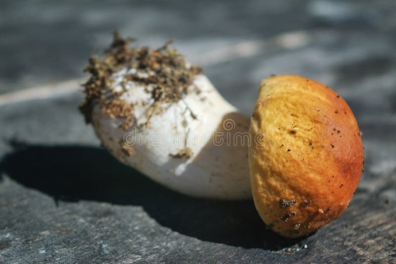 съедобный гриб. свежевыборный болет на деревянном фоне. ceps boletus edulis над деревянным задним столом стоковые изображения