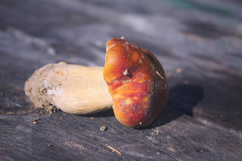 съедобный гриб. свежевыборный болет на деревянном фоне. ceps boletus edulis на деревянном фоне стоковое фото