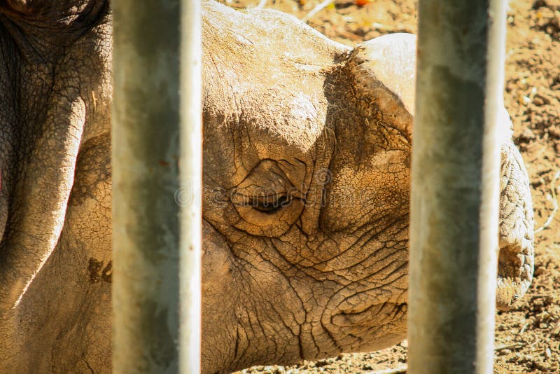 Съемка краткости simum Ceratotherium белого носорога за расмкой металлоискателя стоковая фотография Съемка краткости simum Ceratotherium белого носорога за расмкой металлоискателя стоковая фотография