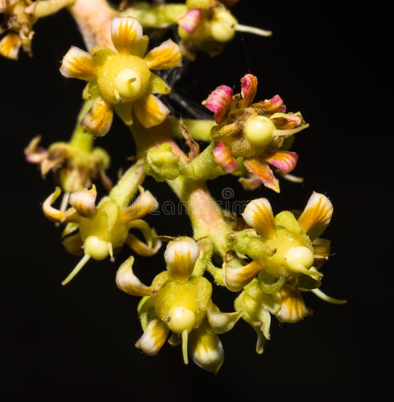 Съемка макроса panicle цветка манго стоковое изображение rf Съемка макроса panicle цветка манго стоковое изображение rf