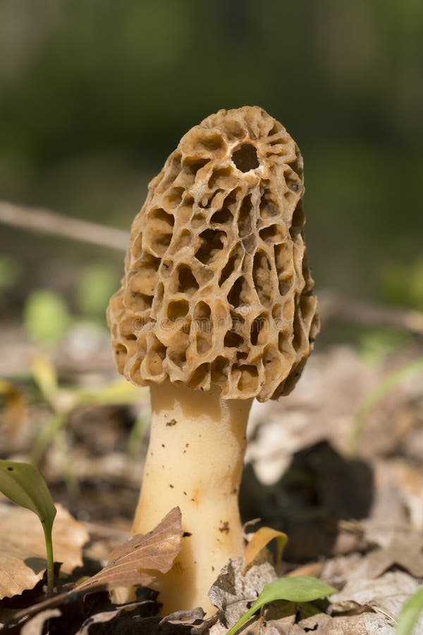 съестная esculenta ценность гриба сморчка morchella грибков стоковая фотография rf съестная esculenta ценность гриба сморчка morchella грибков стоковая фотография rf