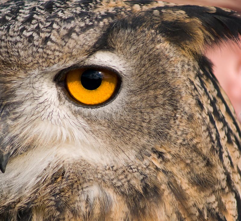 Close up of Eye of eagle owl with reflections. Close up of Eye of eagle owl with reflections