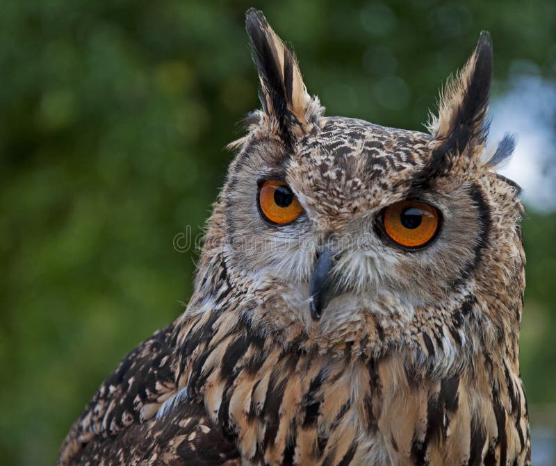 The Indian Eagle-Owl also called the Rock Eagle Owl or Bengal Eagle Owl (Bubo bengalensis) is a species of large horned owl found in South Asia. They were previously treated as a subspecies of the Eurasian Eagle Owl. They are found in hilly regions and rocky scrub forests, and are usually seen in pairs. The Indian Eagle-Owl also called the Rock Eagle Owl or Bengal Eagle Owl (Bubo bengalensis) is a species of large horned owl found in South Asia. They were previously treated as a subspecies of the Eurasian Eagle Owl. They are found in hilly regions and rocky scrub forests, and are usually seen in pairs.