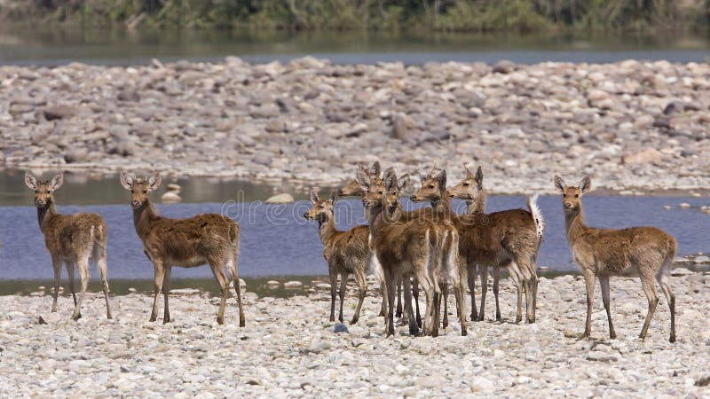 Табун barasingha (duvaucelii Rucervus) в речном береге, на национальном парке Bardia, Непал стоковое фото rf Табун barasingha (duvaucelii Rucervus) в речном береге, на национальном парке Bardia, Непал стоковое фото rf