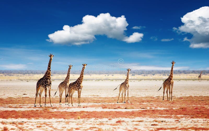 Herd of giraffes, Etosha national park, Namibia. Herd of giraffes, Etosha national park, Namibia
