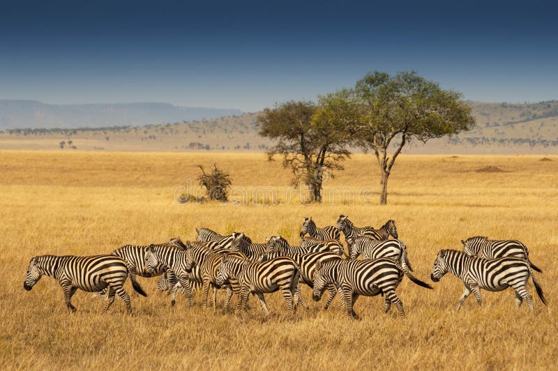 Табун зебр равнин в национальном парке Serengeti, Танзании стоковое изображение Табун зебр равнин в национальном парке Serengeti, Танзании стоковое изображение
