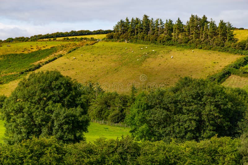Табун овец в поле фермы в маршруте Greenway от Castlebar к w стоковое фото rf Табун овец в поле фермы в маршруте Greenway от Castlebar к w стоковое фото rf