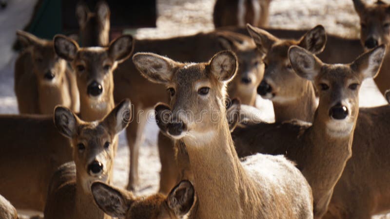 Табун оленей Whitetail стоковая фотография rf Табун оленей Whitetail стоковая фотография rf