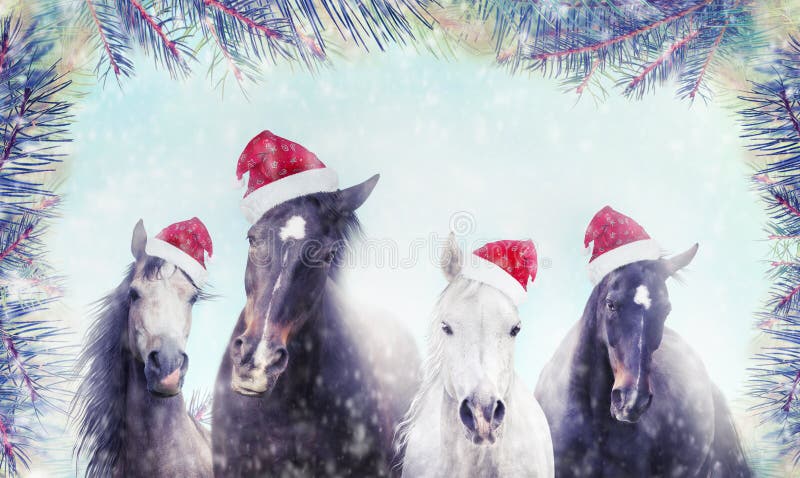 Herd of horses with Santa hat on winter snow and Christmas tree background. Banner for website. Herd of horses with Santa hat on winter snow and Christmas tree background. Banner for website.