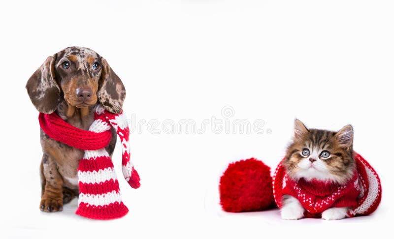 New Year`s puppy and kitten, Christmas dog dachshund and cat. New Year`s puppy and kitten, Christmas dog dachshund and cat