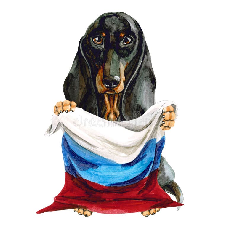 Такса породы собаки держит в его руках флаг России Российская Федерация moscow изолировано бесплатная иллюстрация Такса породы собаки держит в его руках флаг России Российская Федерация moscow изолировано бесплатная иллюстрация