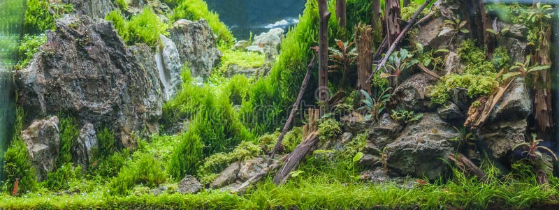 танк аквариума с разнообразие аквариумными растениами