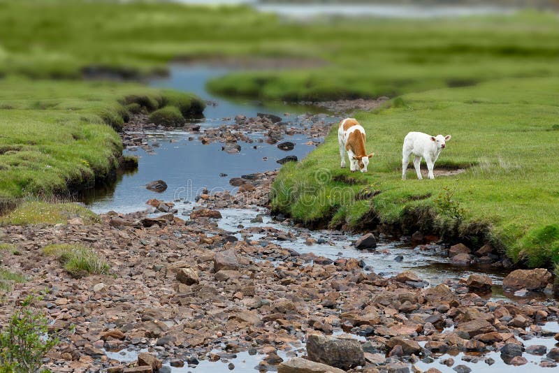 2 Calves grazing on green grass beside a little stream in Scotland, landscape format, copy space. 2 Calves grazing on green grass beside a little stream in Scotland, landscape format, copy space