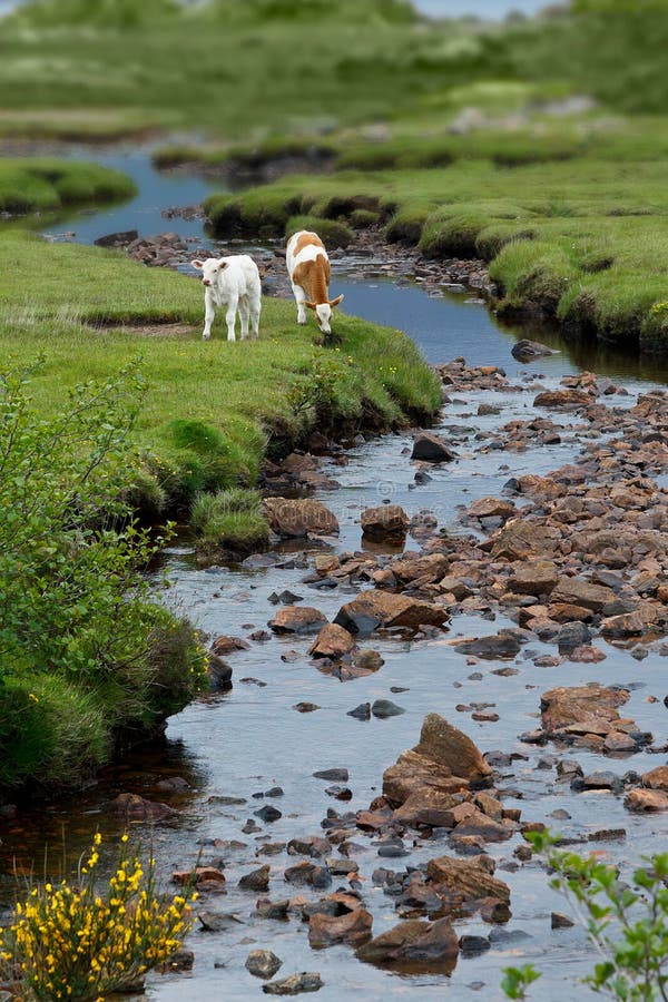 2 Calves grazing on green grass beside a little stream in Scotland, upright format, copy space. 2 Calves grazing on green grass beside a little stream in Scotland, upright format, copy space