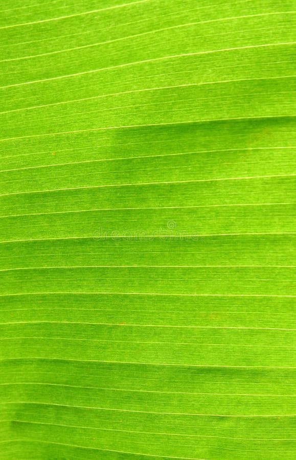 Pattern of Banana Leaf Texture. Pattern of Banana Leaf Texture