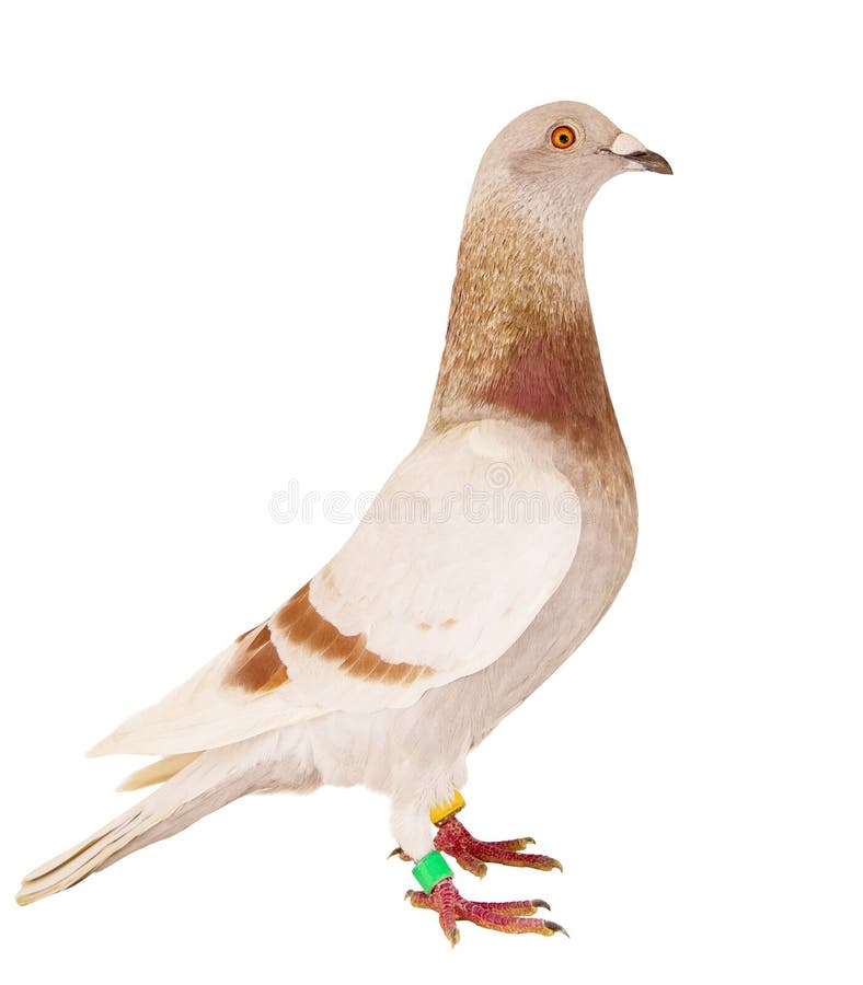 Side view full body of red  mealy feather of speed racing pigeon isolated white backgorund. Side view full body of red  mealy feather of speed racing pigeon isolated white backgorund