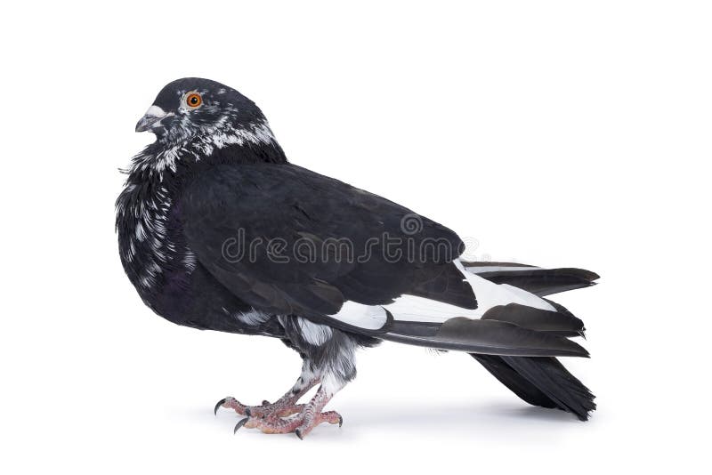 Adult pigeon, standing side ways facing camera. Looking ahead with orange eyes. Isolated on white background. Adult pigeon, standing side ways facing camera. Looking ahead with orange eyes. Isolated on white background