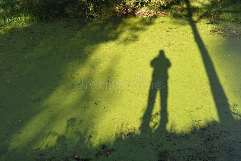 Тени дерева и фотографа на зеленой воде с duckweed стоковое фото Тени дерева и фотографа на зеленой воде с duckweed стоковое фото