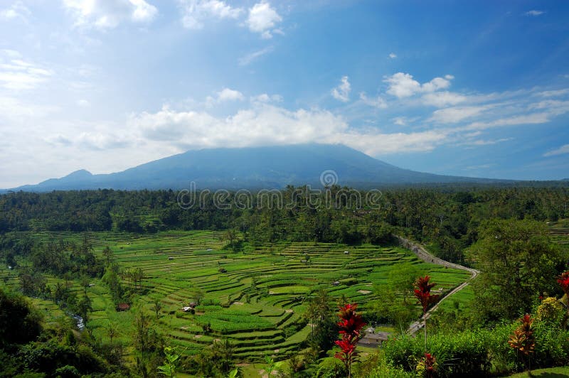 терраса риса bali стоковая фотография rf терраса риса bali стоковая фотография rf