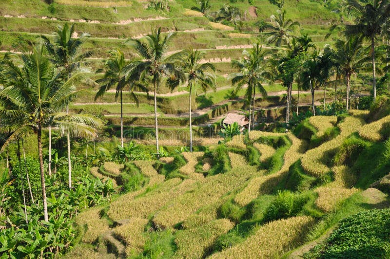 террасы риса bali зеленые Индонесии стоковое фото rf