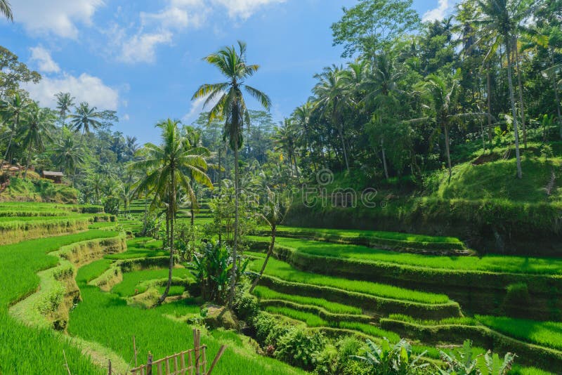 Террасы риса Tegalalang, солнечный день и зеленые джунгли в Ubud, Бали стоковая фотография rf Террасы риса Tegalalang, солнечный день и зеленые джунгли в Ubud, Бали стоковая фотография rf