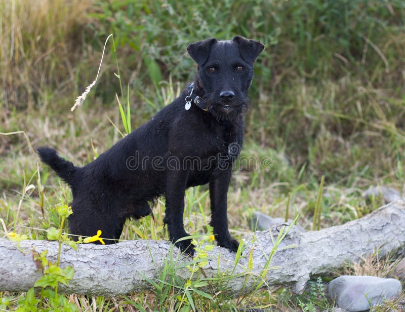 Терьер Patterdale стоковое изображение Терьер Patterdale стоковое изображение