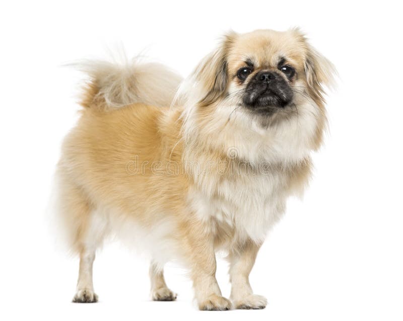 Tibetan Spaniel standing, on white, 2 years old. Tibetan Spaniel standing, on white, 2 years old