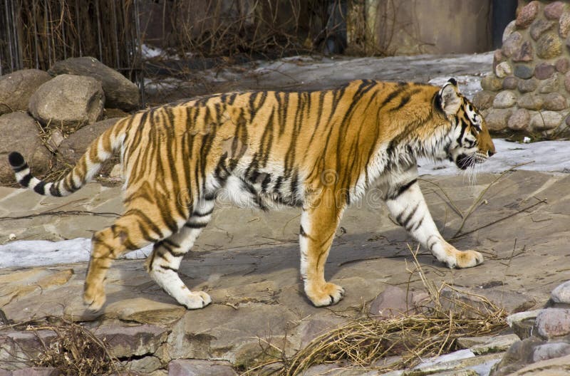 Walking tiger, recorded in Moscow zoo. Walking tiger, recorded in Moscow zoo.