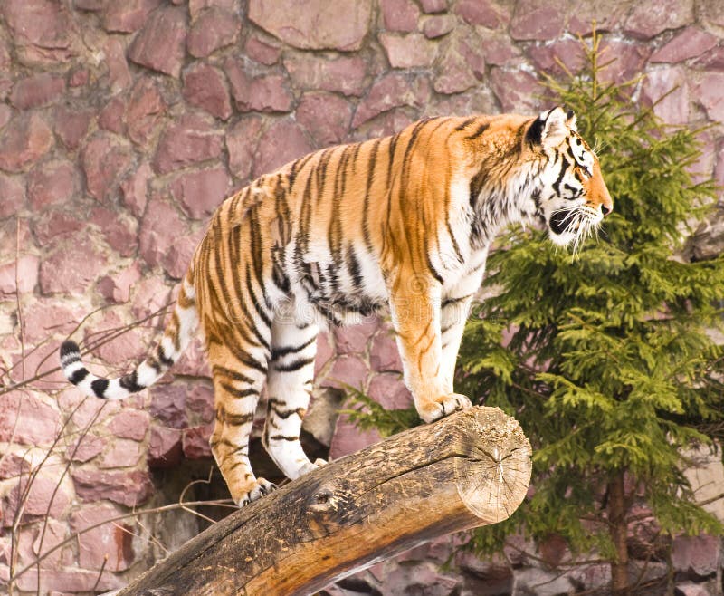 Tiger standing on tree. Recorded in Moscow zoo. Tiger standing on tree. Recorded in Moscow zoo.