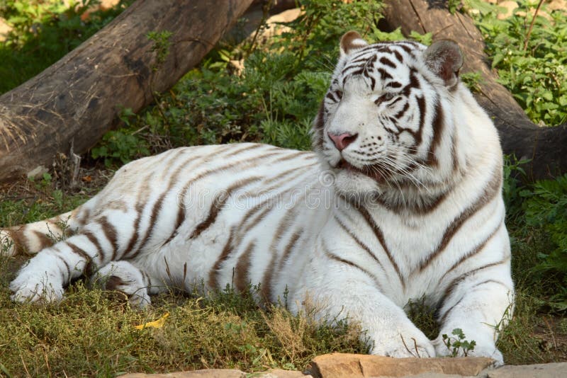 Siberian tiger in Moscow zoo at autumn. Siberian tiger in Moscow zoo at autumn