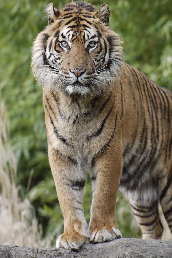 Sumatran tiger (Panthera tigris sumatrae) looking towards camera. Sumatran tiger (Panthera tigris sumatrae) looking towards camera