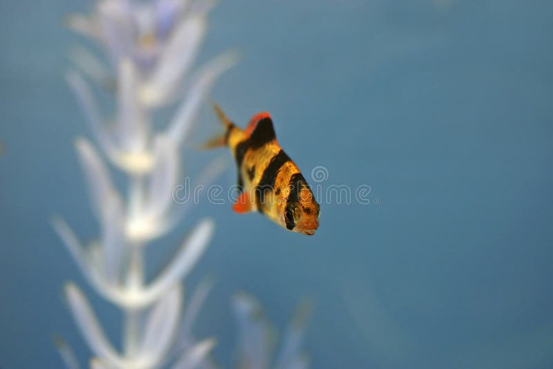 тигр рыб колючки aqaurium стоковая фотография rf тигр рыб колючки aqaurium стоковая фотография rf