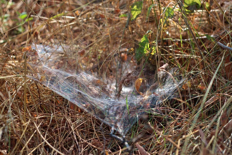 Толстое spiderweb в сухой траве