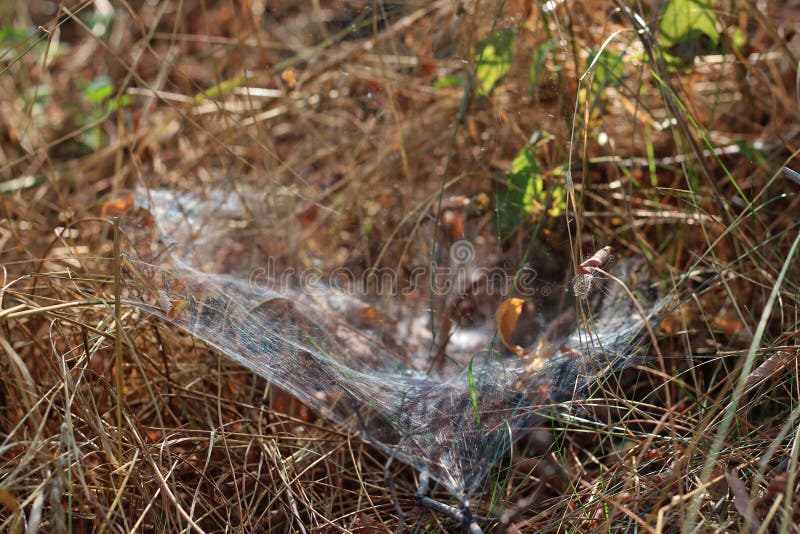 Толстое spiderweb в сухой траве