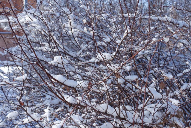 Тонкие коричневые ветки, покрытые снегом зимой