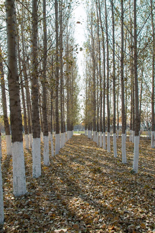 Тополи в осени стоковое изображение. изображение насчитывающей тень ...