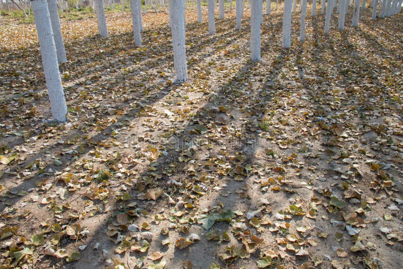 Тополи в осени стоковое изображение. изображение насчитывающей тень ...