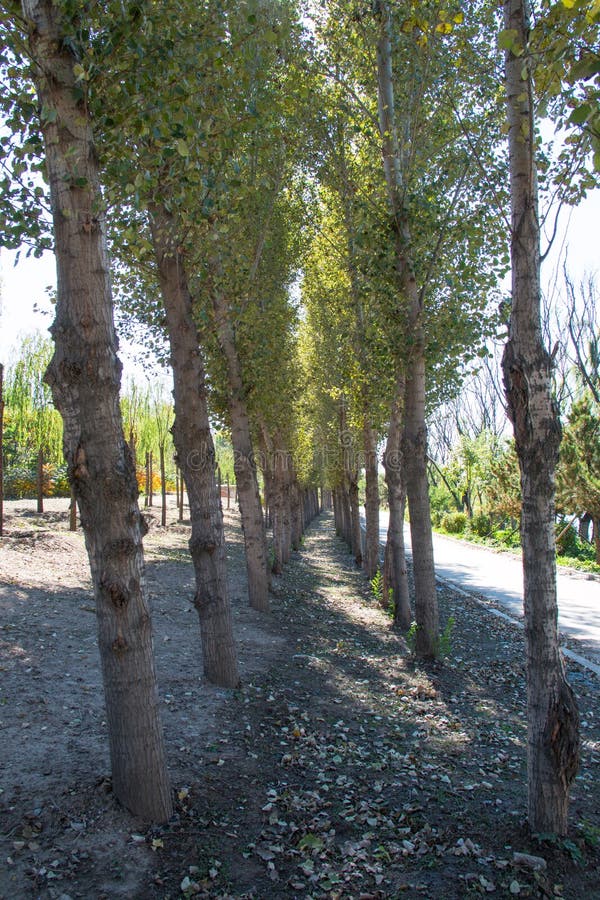 Тополи в осени стоковое изображение. изображение насчитывающей тень ...