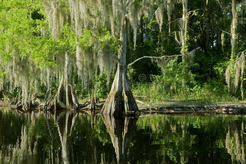 Bald Cypress Trees reflecting in the water in a florida swamp on a warm summer day. Bald Cypress Trees reflecting in the water in a florida swamp on a warm summer day