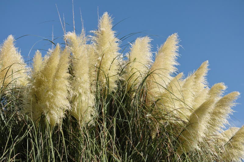 трава pampas стоковое фото rf трава pampas стоковое фото rf