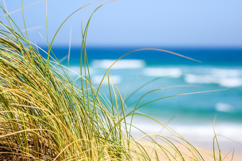 Трава Reet двигая в ветер с океаном, пляжем и волнами на заднем плане на залив устрицы, Южную Африку