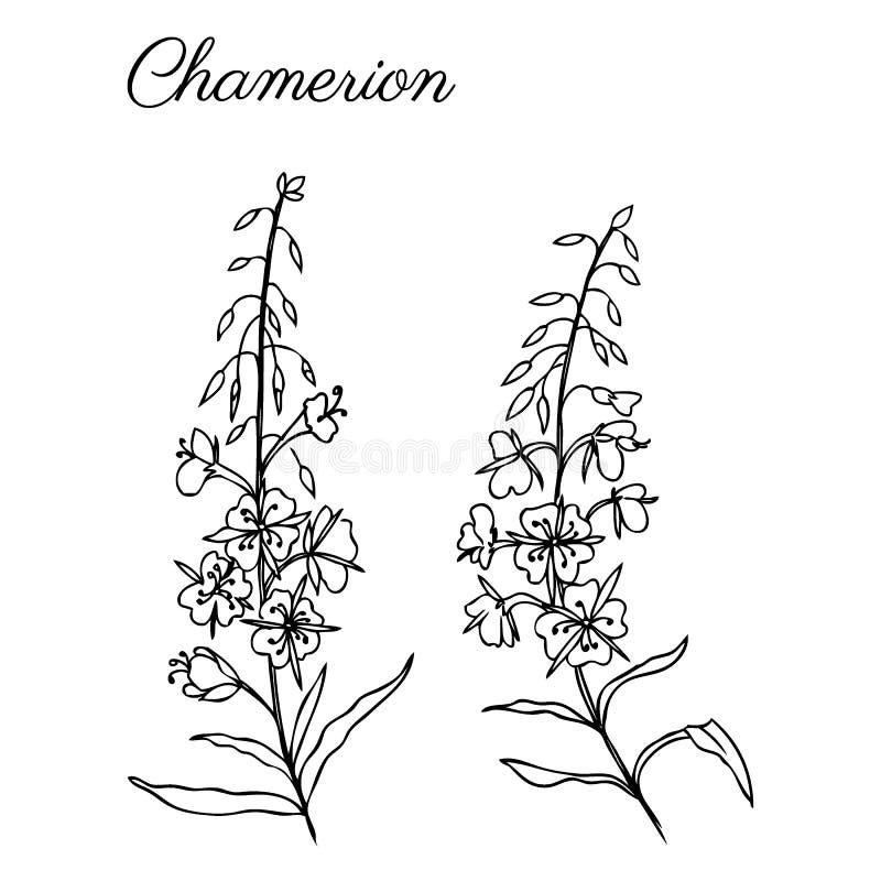 Трава вербы, angustifolium Chamerion, fireweed, rosebay рука нарисованная иллюстрация эскиза чернил ботаническая, векторная графи иллюстрация штока Трава вербы, angustifolium Chamerion, fireweed, rosebay рука нарисованная иллюстрация эскиза чернил ботаническая, векторная графи иллюстрация штока