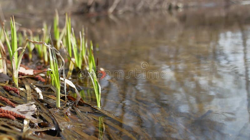 Трава заводи потока пропускает в одичалой природе весны воды потока леса леса