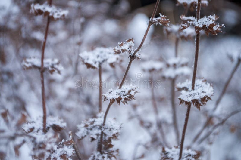 Трава зимы сухая морозная коричневая покрытая с белым снегом
