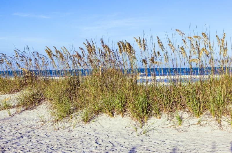 Grass at the beach on dune with blue sky. Grass at the beach on dune with blue sky