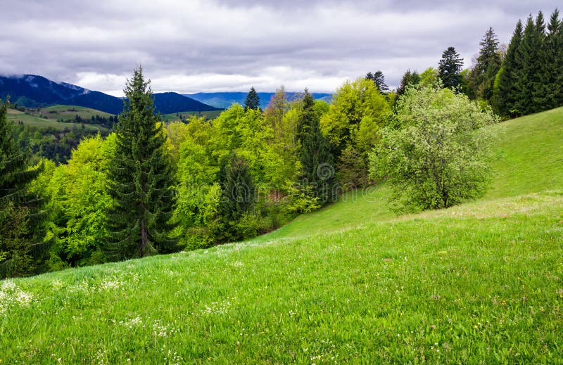 Grassy meadow on forested hillside. beautiful nature scenery in mountains on an overcast spring day. Grassy meadow on forested hillside. beautiful nature scenery in mountains on an overcast spring day